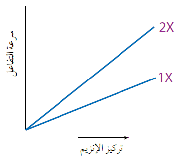 تأثير تركيز الإنزيم في سرعة تفاعل محفز بالإنزيم